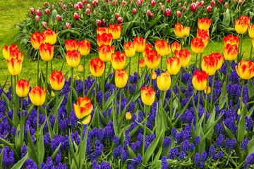 Fototapeta premium Yellow-red tulips in Keukenhof flower garden-park, Netherlands,