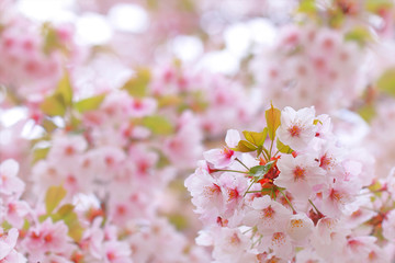 満開の桜