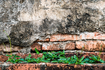 Small trees and an ancient brick wall.