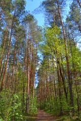 Сосновый лес 