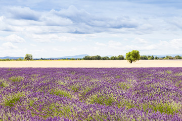 Lavander field