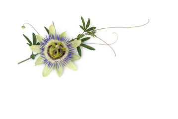 Passionsblume