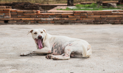 Dogs yawn.