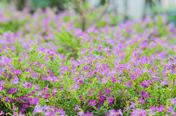 Obraz premium flowers background.