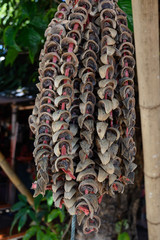 betel nut hang in line.