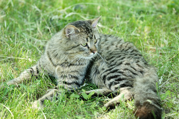 Naklejka na ściany i meble Cute cat over green grass background