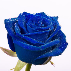 Obraz premium beautiful blue rose with water drops