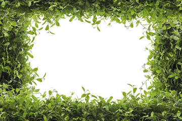 Fototapeta na wymiar Green leaves frame isolated on white background