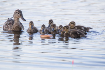 Ducklings and bagel
