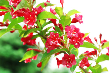 Flowering branch of bush, closeup