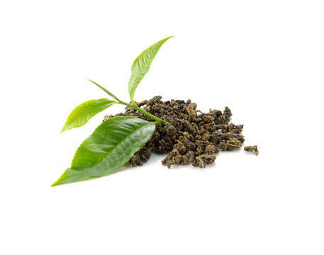 Fresh tea leaves, dried tea on white background.