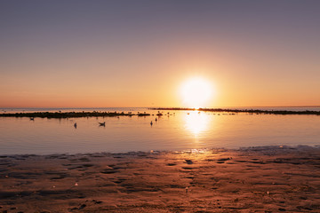 Fototapeta premium baltic sea beach with seagulls in sunset