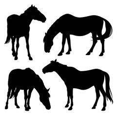 Horse silhouette 001