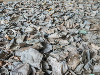Wither brown leafs fall on the floor.