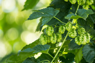 Echter Hopfen (Humulus lupulus)  