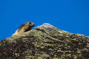 Marmotta vicino alla tana, marmotta nella tana in montagna su roccia prende il sole