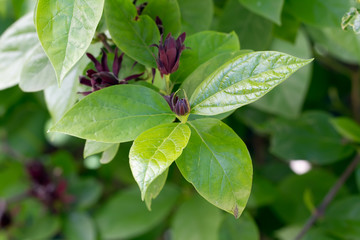 Fototapeta na wymiar Sweetshrub (Calycanthus floridus)