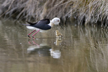 Black winged stilt (himantopus himantopus) and baby