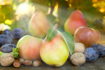 Autumn fruit under the rays of sun light