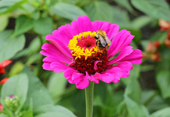 Purple flower with bee