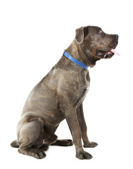 Cane corso italiano dog, isolated on white