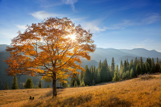 Golden Tree in Mountains valley, autumn season landscape
