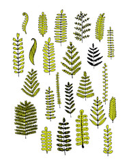 Leaf set, sketch for your design