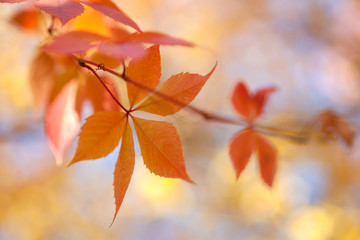 Naklejka na ściany i meble Colorful Autumn leaves background with bokeh lights - fall