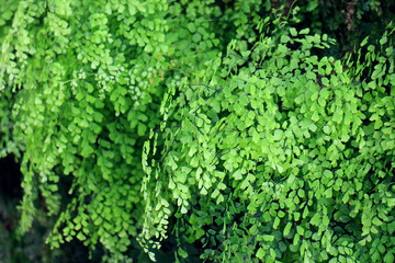 Fresh green fern background (Adiantum raddianum)