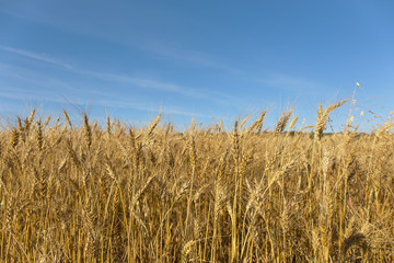 a field of wheat.