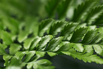 Green leaves on dark surface, closeup