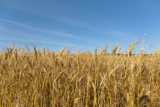 a field of wheat.