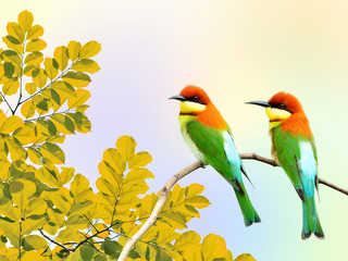 Bird (Chestnut-headed Bee-eaters) , Thailand