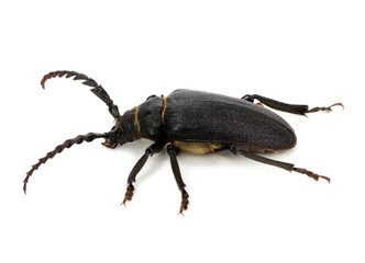 black beetle