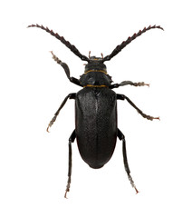 black beetle