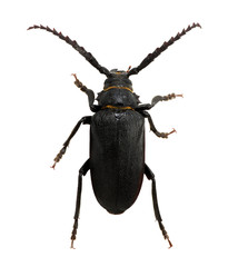 black beetle