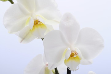 Fototapeta na wymiar White flower orchid