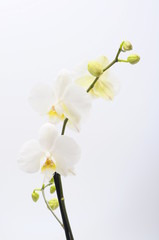Naklejka na ściany i meble White flower orchid