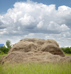 Photo of rolls of hay in the field