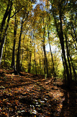 Obraz premium Autumn fall foliage