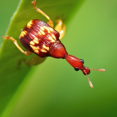 Macro of giraffe weevil