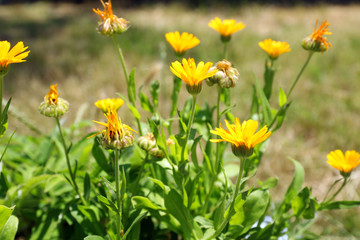 Beautiful small yellow flowers