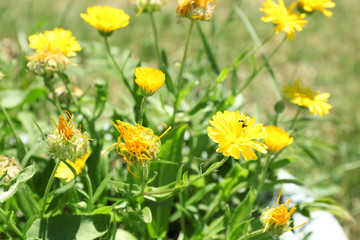 Beautiful small yellow flowers