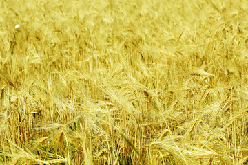 Beautiful summer field