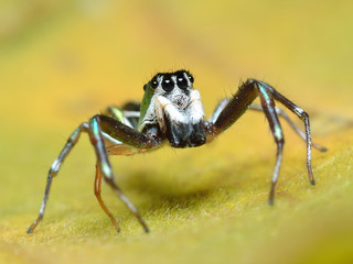 spider in nature