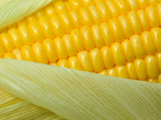 Fresh corn cob