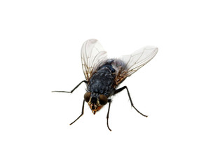 fly on a white