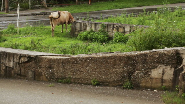 Cow on city street