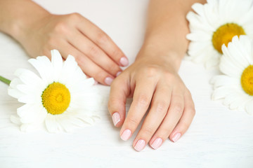 Woman hands with french manicure and chamomile on table close-up