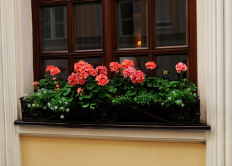 Fototapeta na wymiar Blooming flowers on windowsill building